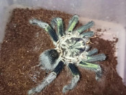 Phormictopus sp. full green L2/3 (2cm)