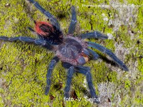 Phormictopus sp. Sierra de Boaruco L2 (1,5cm)