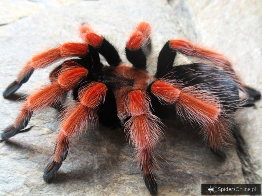 Brachypelma boehmei L4 (1,5cm)