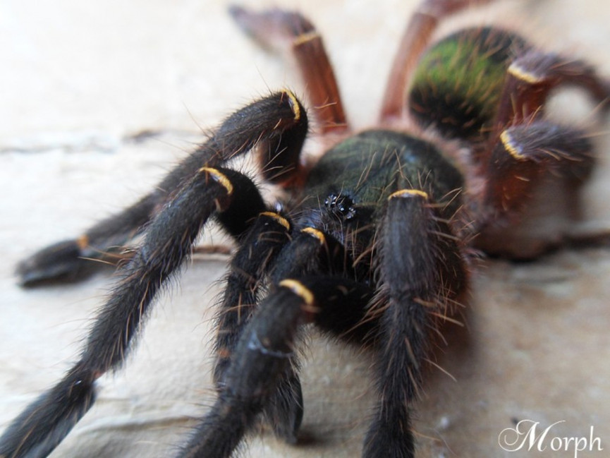 Ephebopus cyanognathus L3 (1,5cm)