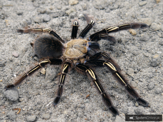 Ephebopus murinus - dorosła samica