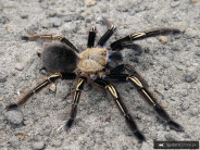 Ephebopus murinus SAMICA 2DC (5cm)