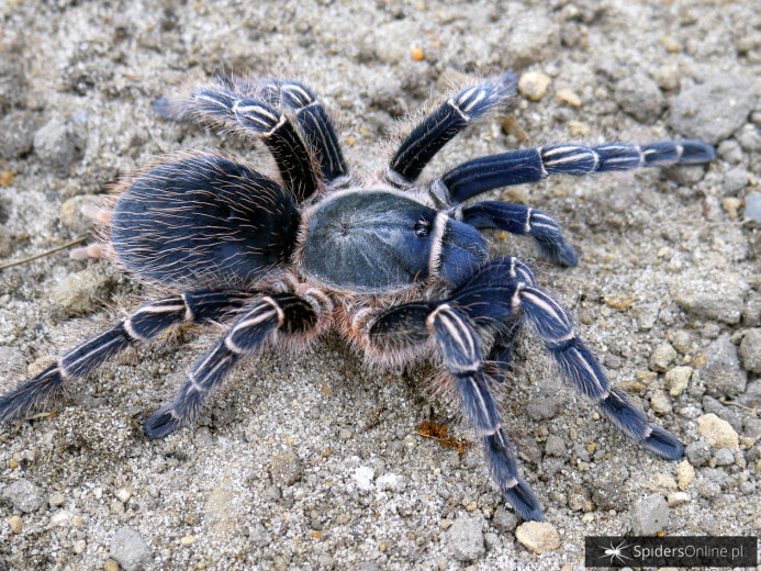 Aphonopelma seemanni 1-1,5DC (2,5cm) x10