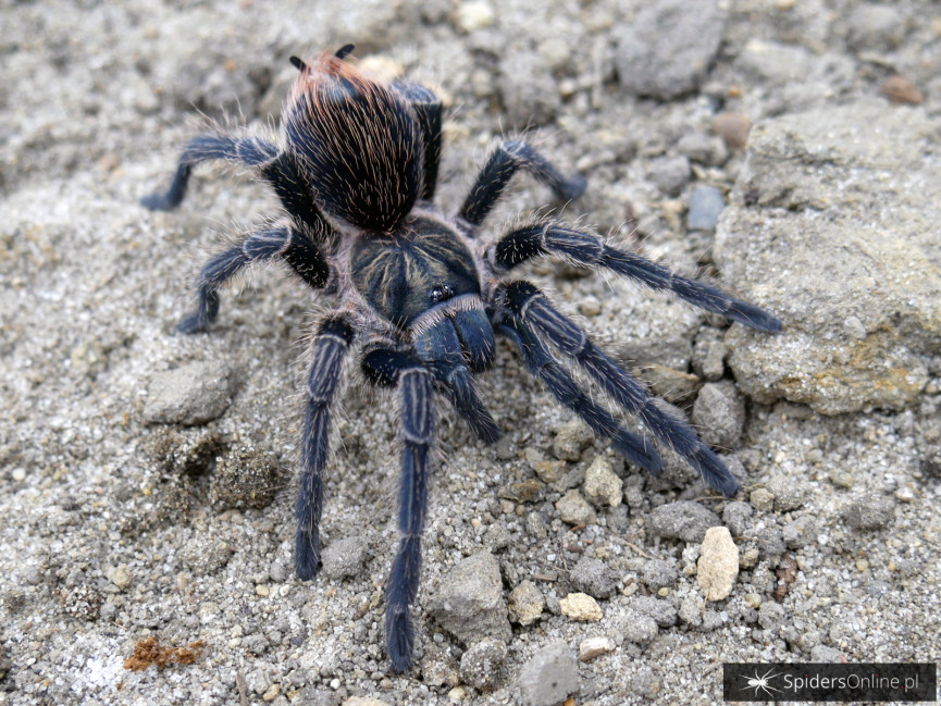 Phormictopus atrichomatus L2 (1,5cm)