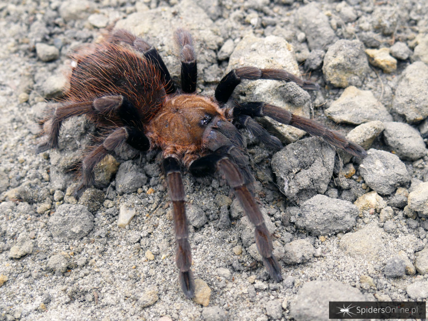 Sericopelma sp. Boquete PAIR 3DC (5,5cm)