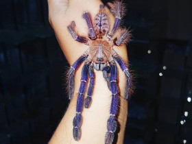 Phormingochilus sp. Sabah blue L1 (2,5cm)