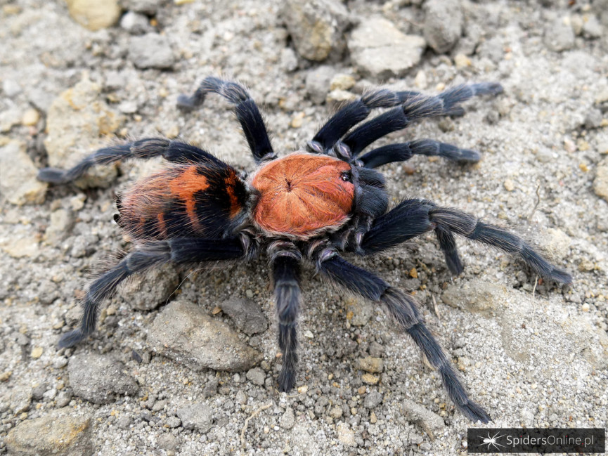 Davus pentaloris (adult female)