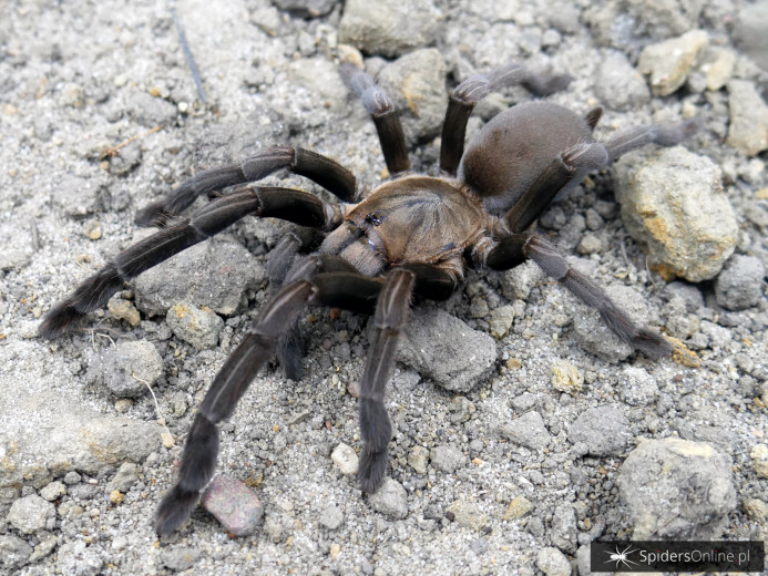 Selenocosmia crassipes L4 (2cm)