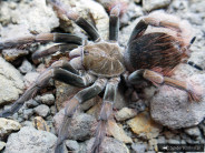 Pamphobeteus sp. Mascara FEAMALE 3,5DC (7cm)