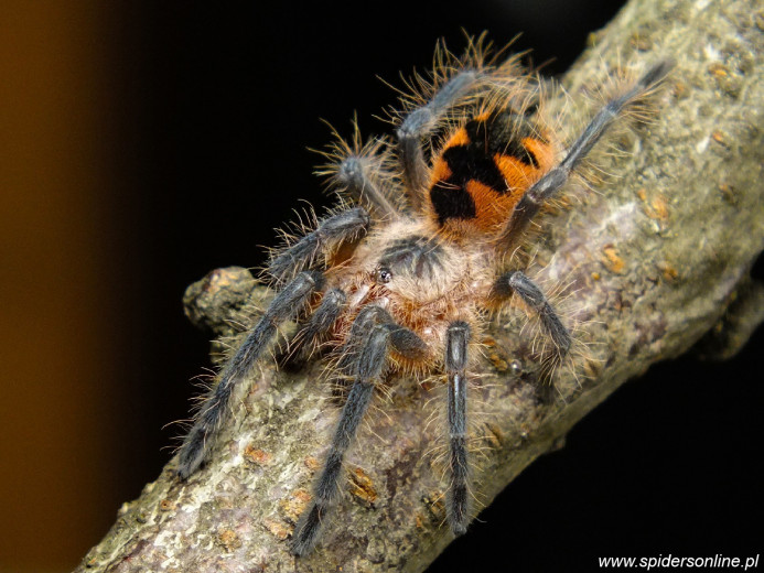 Pamphobeteus sp. Machalla SAMICA 3,5DC (7cm)