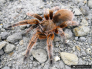 Grammostola rosea RED L3 (1,5cm)