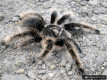 Brachypelma albopilosum 'NICARAGUA' L1 (1cm)