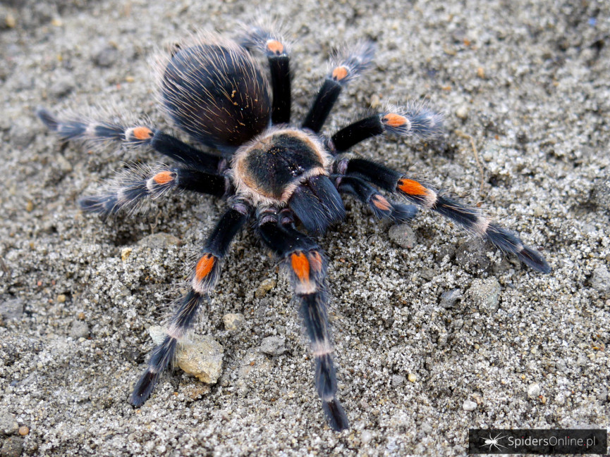 Brachypelma auratum SAMICA 2DC (3cm)