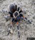 Brachypelma auratum FEMALE 2DC (3cm)