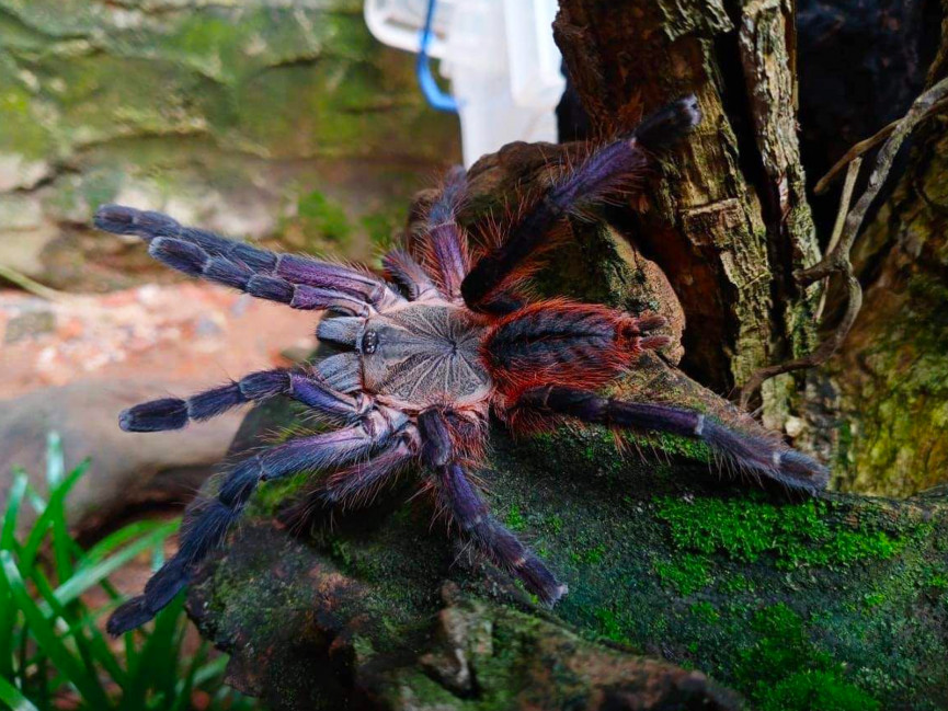 Ornithoctoninae sp. phan cay RED (2cm)