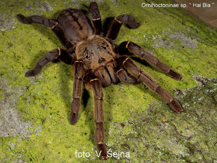 Ornithoctoninae sp. hai-bia L1 (1,5cm)