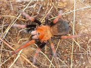 Theraphosidae sp. mandarina L3 (1cm)