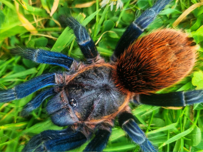 Thrixopelma sp. highland blue L1 (1cm)