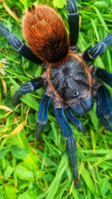 Thrixopelma sp. highland blue L1 (1cm)