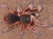 Phormictopus cautus Kuba 1-1,5 DC (2,5cm)