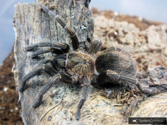 Thrixopelma pruriens DOROSŁA SAMICA