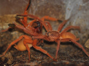 Orphnaecus philippinus SAMICA 2,5DC (5cm)