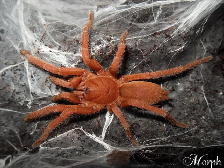 Orphnaecus philippinus SAMIEC 2,5DC (5cm)