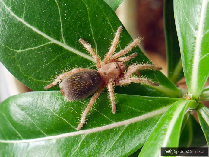 Grammostola rosea 'classic' L4 (2-2,5cm)