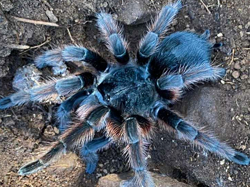 Grammostola anthracina L1 (2cm)