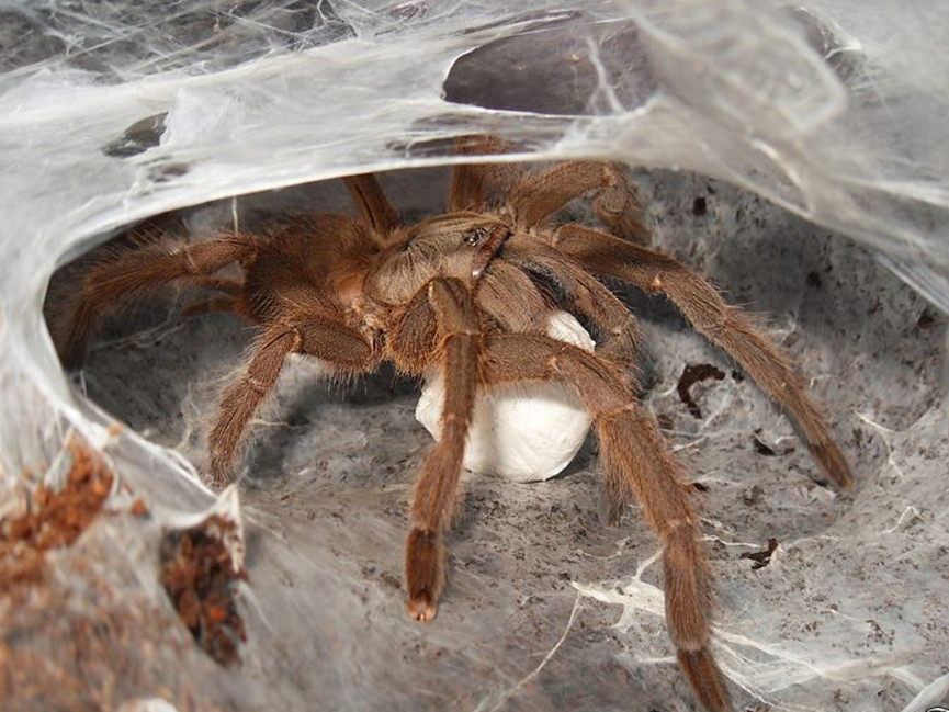 Chilobrachys huahini FEMALE 2-2,5DC (5,5cm)