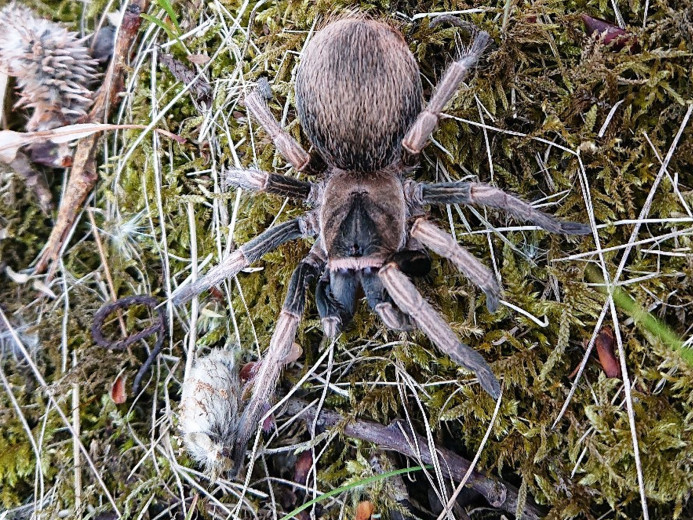 Cyrtopholis sp. Azua L2 (1cm)