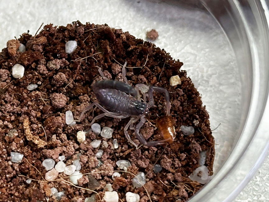 Parabuthus villosus black L2 (2cm)