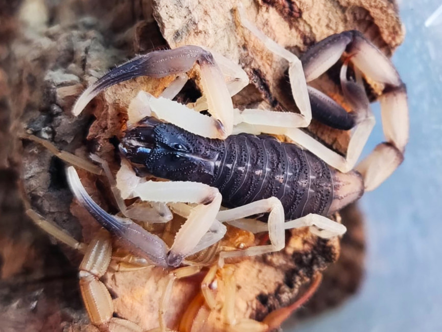 Centruroides bicolor L2 (2cm)