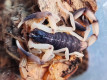 Centruroides bicolor L2 (2cm)