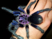 Phormictopus sp. Dominican purple L2 (2cm) x5