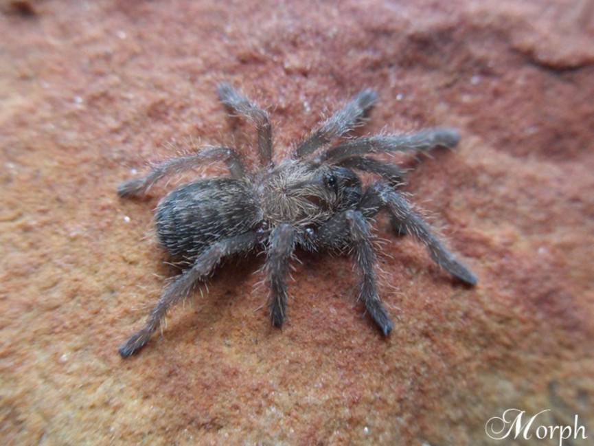 Haplopelma sp. Bach Ma SAMIEC 3DC (5,5cm)