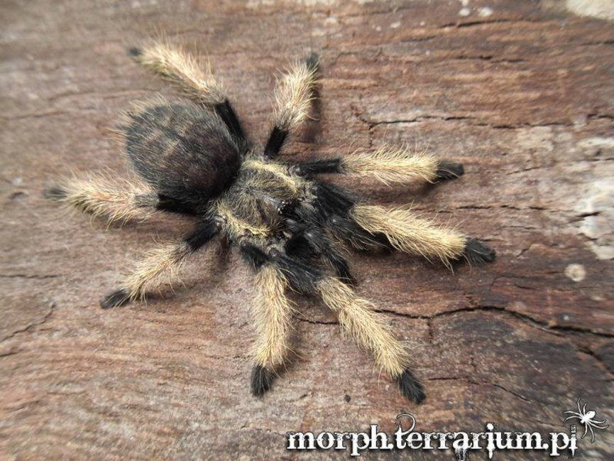 Ornithoctoninae sp. Laos PDA L2 (1,5cm)