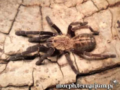 Cyriopagopus sp. Bach Ma samiec – sklep z pająkami 2