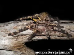 Poecilotheria striata – ptaszniki w sklepie