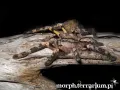 Poecilotheria striata L2 (2,5cm)
