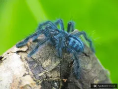 Caribena laeta L1 (1cm)