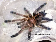 Avicularia sp. Colombia – sklep terrarystyczny 2
