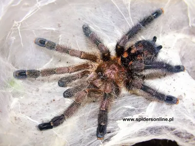 Avicularia sp. Colombia L3 (1,5cm)