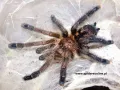 Avicularia sp. Colombia L3 (1,5cm)