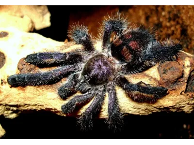Avicularia sp. Colombia L3 (1,5cm)