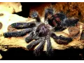 Avicularia sp. Colombia L3 (1,5cm)