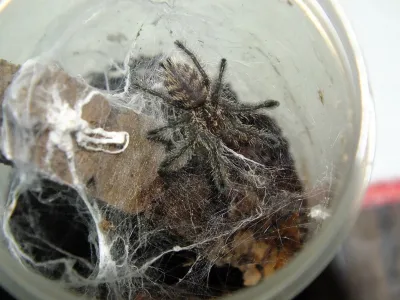 Avicularia sp. Colombia L3 (1,5cm)
