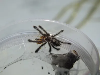 Avicularia sp. Colombia L3 (1,5cm)