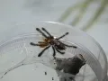Avicularia sp. Colombia L3 (1,5cm)