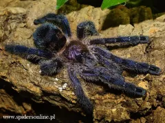 Avicularia sp. Colombia – sklep terrarystyczny